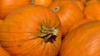 dýně pumpkins-3636243 1280